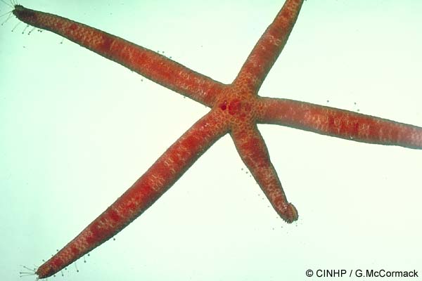 Starfish (Sea Star) Cook Islands 