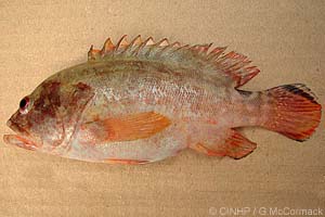 Species Image